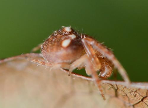 Araneus triguttatus